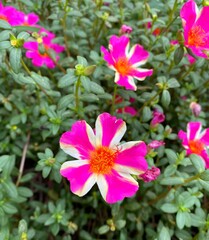 pink flowers in the garden
