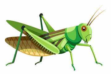 grasshopper vector art work and illustration,