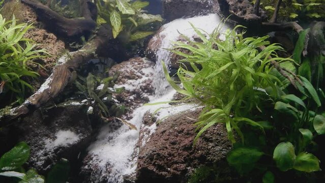 sand waterfall lava stone driftwood aquascape detail, active harlequin rasbora, healthy aquatic vegetation, iwagumi Amano style flora design, freshwater aquarium hobby, LED light, glass refraction