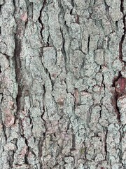 bark of a tree