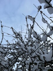 snow covered branches