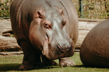 Portr&auml;t eines Flusspferds (Hippopotamus amphibius) in einem Tierpark in Deutschland