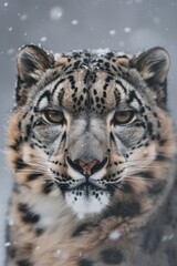 Fototapeta premium Face portrait of snow leopard - Irbis (Panthera uncia)
