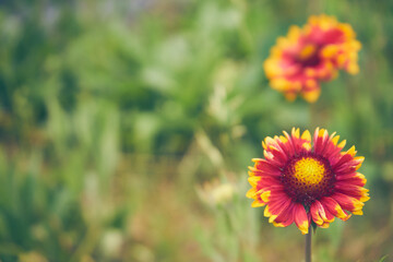 Gailardia ,kwiat,roślina 