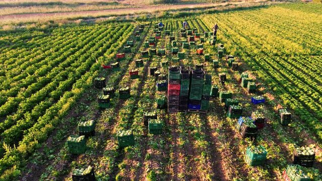 Farmers or farm workers picking up lettuces in agricultural plantation in Spain
