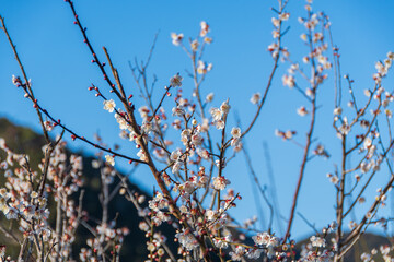 梅の花と青空と山