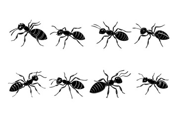 ant bundle vector artwork and illustration