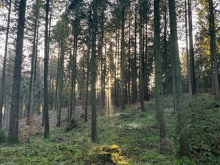 Obraz premium morning in the forest