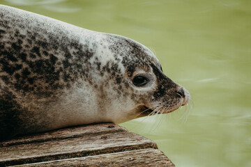 Close up - Seehund (Phoca vitulina) beim Sonnenbad auf einem Steg © Michael