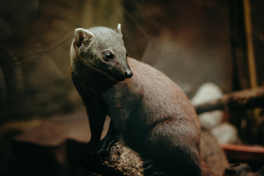 Portr&auml;t eines Ringelschwanzmungos (Galidia elegans elegans) in einem Indoor-Gehege in einem Tierpark in Berlin