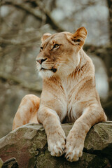 Löwin (Panthera leo) wacht halbaufrecht liegend auf einem Felsen