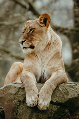 Löwin (Panthera leo) wacht halbaufrecht liegend auf einem Felsen