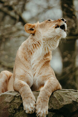 Brüllende Löwin (Panthera leo) liegt halbaufrecht auf einem Felsen
