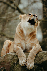 Brüllende Löwin (Panthera leo) liegt halbaufrecht auf einem Felsen