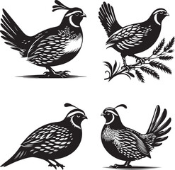 A silhouette vector image set of Quail Birds