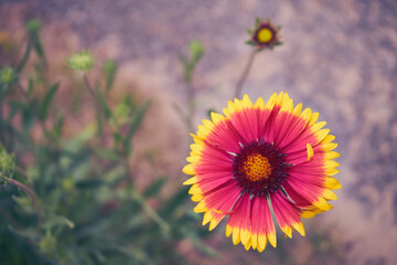 Gailardia ,kwiat,roślina  © Marcin Łazarczyk