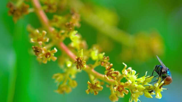 Close up view of bluebottle fly