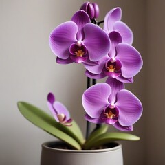 Obraz premium Purple Orchid Flower
