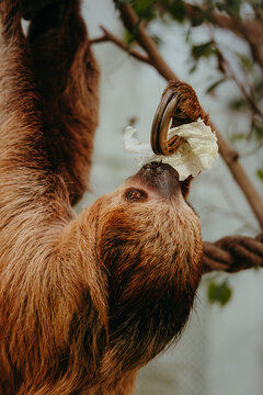  Zweifingerfaultier (Choloepus didactylus) frisst an einem Salatblatt