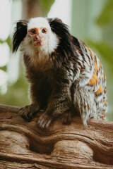  Porträt eines Weißkopf-Büschelaffen (Callithrix geoffroyi)