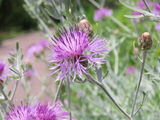 開花した赤紫色のセントレーアの花