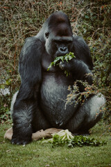 Fressender männlicher Flachlandgorilla (Gorilla Gorilla) in einem Zoo
