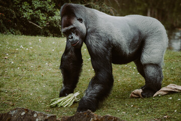 Männlicher Flachlandgorilla (Gorilla Gorilla) in einem Zoo