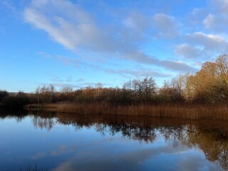 reflection of trees in the water