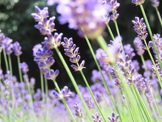 群生して咲く沢山の紫色のラベンダーの花