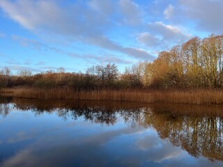 reflection of trees in the water