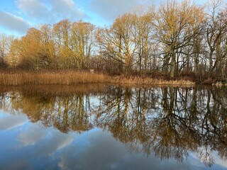 reflection of trees in the water