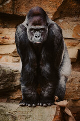 Porträt - Männlicher Flachlandgorilla (Gorilla Gorilla) in einem Zoo