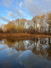 Obraz premium reflection of trees in the water