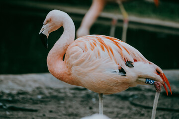 Portrait eines Rosaflamingo (Phoenicopterus roseus) in einem Tierpark