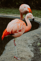 Portrait eines Rosaflamingo (Phoenicopterus roseus) in einem Tierpark