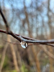 raindrop