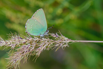 butterfly on a grass
