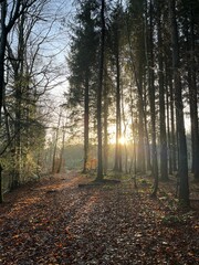 morning in the forest