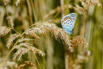 butterfly on grass