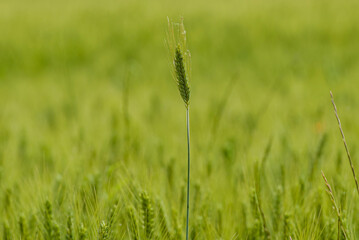 green wheat field