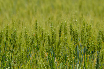 green wheat field