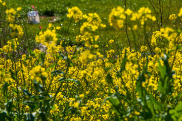 春の菜の花畑
