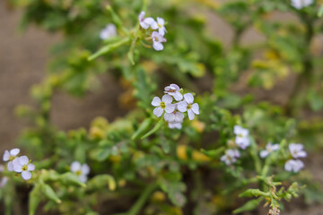  Flowers of sea rocket.  Cakile maritima, sea rocket (Britain and Ireland) or European searocket (North America), is a common plant in the mustard family Brassicaceae.	