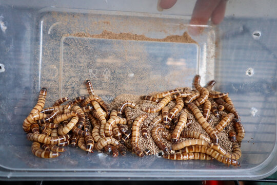 A close-up of superworm larvae reveals detailed features of kingworm or morio worm, essential for understanding their biology and usage in pet food.