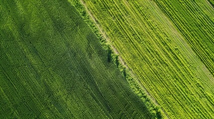 Beautiful abstract pattern of green crops field in farm land.
