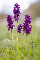 Anacamptis morio, green-winged orchid or green-veined orchid (Orchis morio), is a flowering plant of the orchid family. Abruzzo, Italy.