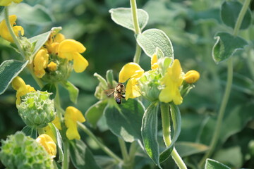 黄色いラージエルサレムセージの花の蜜を吸うミツバチ