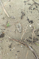Kentish plover chick (Anarhynchus alexandrinus), defensive attitude, hides in the sand using its colors to camouflage itself