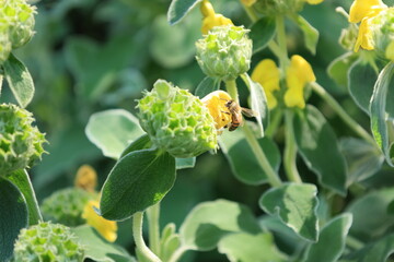 黄色いラージエルサレムセージの花の蜜を吸うミツバチ