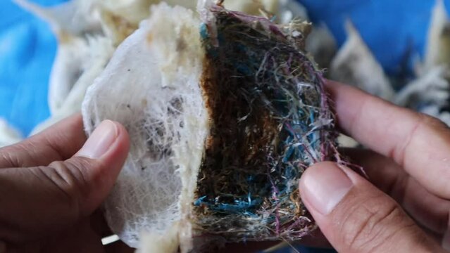 The difference between a swallow's nest and a sriti bird's nest
